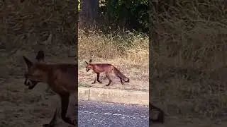 FOX