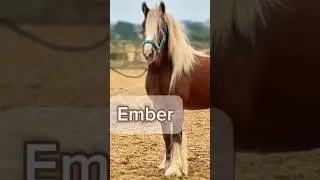 Ember. Новая лошадь