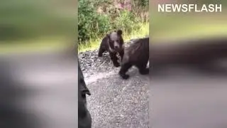 Bear Cub Bites Burly Drunks Hand, Tries To Drag Him Away