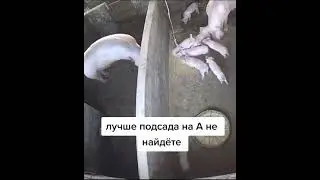 Лучше подсада на А не найдете