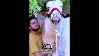 Namdeedah of AQ Cattle Farm | Cattle Market Karachi
