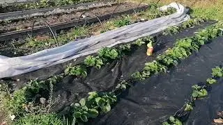 Чем обработать и обогатить землю осенью.