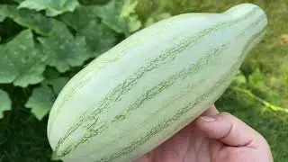 iiDELICIOSO!!😋 TE COMPARTO MI RECETA 👍Calabazas rellenas