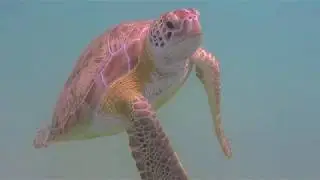 Reef Snorkeling - Akumal Bay, Riviera Maya Mexico