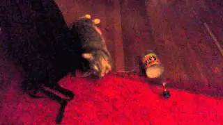 a Cat Video