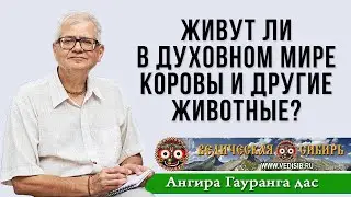 Живут ли в Духовном мире Коровы и другие животные?