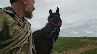 Выводим на корду Жеребца Лахиба часть.1, Лошади, Туман,