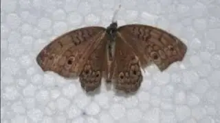 Kupu2 Aneh Apakah Ini? - Weird Butterfly