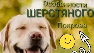 Особенности ШЕРСТЯНОГО покрова 🧐 у Лабрадора.