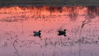 Вечерняя охота на селезня