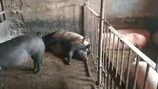 Беглец пойман.