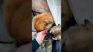 Сытые морды 
