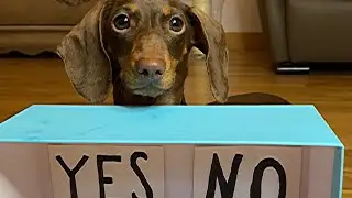 CHAPI CHOSES YES OR NO | Part 1