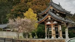 Early Bloom Sakura in JAPAN😍😍😍