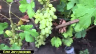 Посаженный в прошлом году из чубуков  Первые сигналки