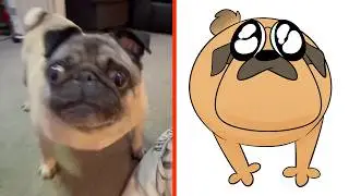 When your Dog is definitely POU!😂The Best Dog and Cat Memes