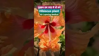 गुड़हल की कटिंग एयर लेयरिंग से ग्रो करे #shorts  #shortsfeed #gardening #गुड़हल #trending #hibiscus