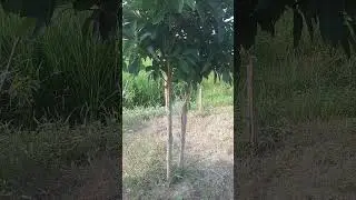 Amazing pilkan tree🌳 #youtubeshorts #shorts
