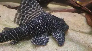L453 pleco King Arabesque