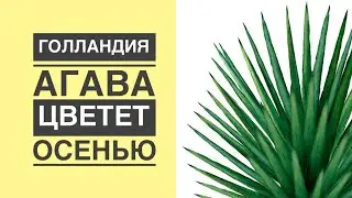 КАК ЦВЕТЕТ АГАВА. Agave karwinskii