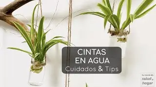 Plantas que puedes cultivar en agua - Cintas