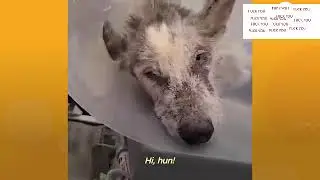Puppy rescue but instead of sad and emotive music it has Suavemente by Elvis Crespo