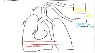 Second Gas Effect and Concentration Effect