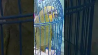 Попугай "Кеша"