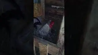 Русские хохлатые на гнезде