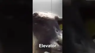 Screaming Goat Meme Sound Effects
