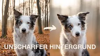 Unscharfer Hintergrund und schönes Bokeh in deinen Bildern - So geht's! | Tierfotografie Tipps |