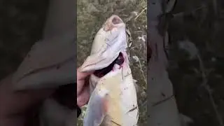 Маринка на Таласе