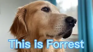 This is Forrest!❤️