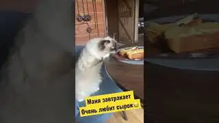 Маня завтракает 🤣 очень любит 🧀 