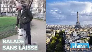 reportage sur la balade sans laisse dans Paris avec 