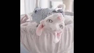 Bingus Lives the High Life After Investing in Dogecoin