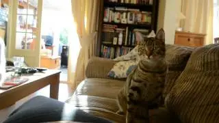 My Overly Attached Cat