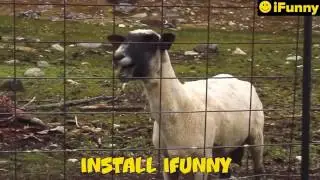 iFunny Ad 106