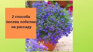 2 способа посева лобелии на рассаду