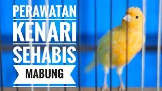 4 CARA TEPAT : Perawatan burung kenari sehabis MABUNG