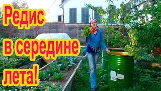 Как вырастить редис в середине лета?