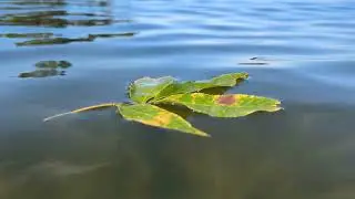 Floating leaf