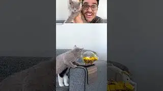 CAT 🐈💕 Stole Money 💰😻 #reaction #cat #react