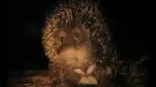 Ёжик из будущего.