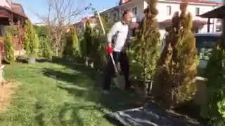 Piramit Mazı dikimi ve bakımı