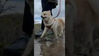 This little girl is having too much fun! #doglife #nature #hikingadventures