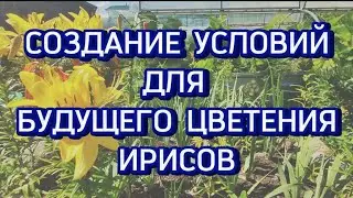 Создание условий для будущего цветения ирисов