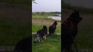 Cato dog and sladkiy dog 🐕 🐕 #belgiansheepdog #belgianshepherd #husky #skateboardingdogs