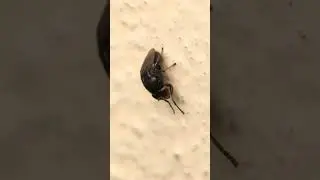 Krastmuša / Shore fly (Discomyza incurva) ✨️ #fly #nature #insects #funny