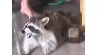 Прикольный енот